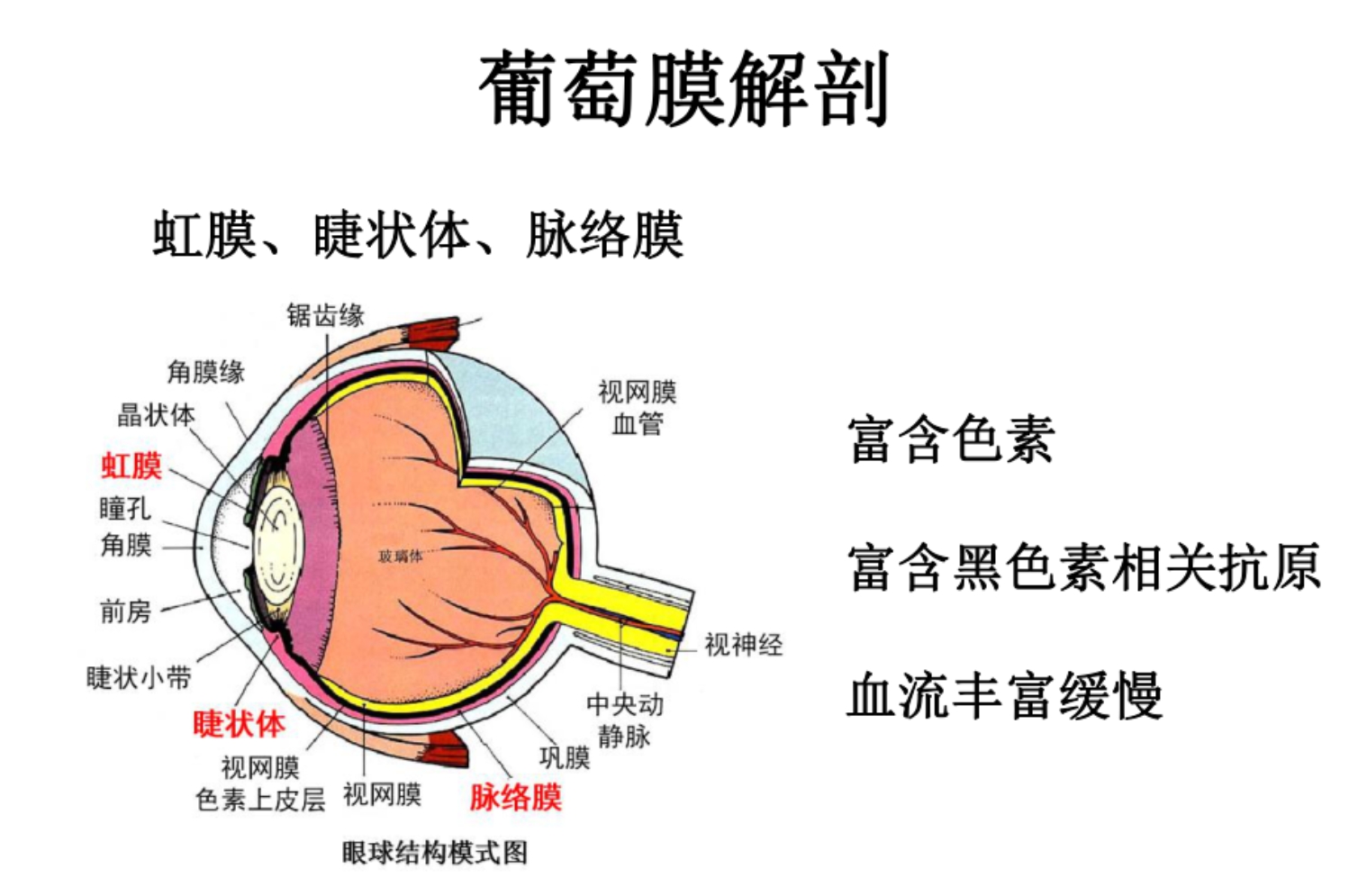 葡萄膜位置.png